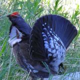 Male displaying