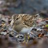 Pectoral Sandpiper