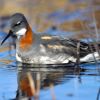 Red-necked Phalarope