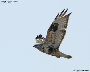 Rough-legged Hawk in flight showing black patch