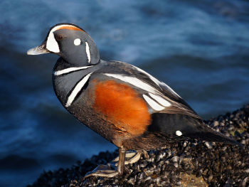 Harlequin Duck