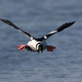 Male in flight