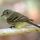 Gray Flycatcher