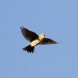 In flight - Russia, Moscow region - March 26, 2007