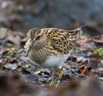 Pectoral Sandpiper