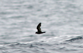 Least Storm-Petrel