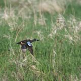 Blue-winged Teal in flight