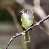 Least Flycatcher