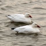 Snow Geese