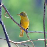 Female - Austin, TX, USA - May 14, 2011