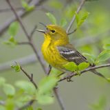 Pine Warbler singing