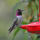 Anna's Hummingbird