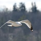 Ring-billed Gull in flight