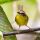 Rufous-capped Warbler