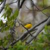 Yellow-breasted Chat