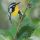 Yellow-throated Warbler