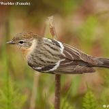 Female Bay-breasted Warbler