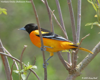 Male Baltimore Oriole