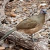 Plain Chachalaca