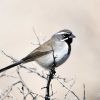 Black-throated Sparrow