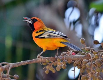 Streak-backed Oriole