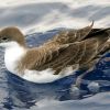 Greater Shearwater