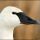 Trumpeter Swan