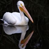 American White Pelican