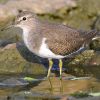 Common Sandpiper