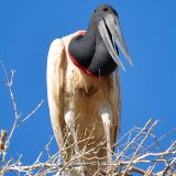 Jabiru