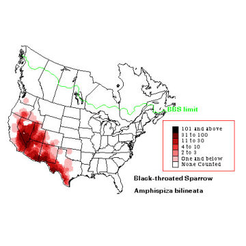 Black-throated Sparrow distribution map