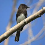 Black Phoebe