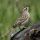 Clay-colored Sparrow