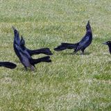 In breeding display at Cloister's Pond, Morro Bay, California - May 3, 2008