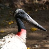 Jabiru