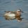 Garganey