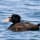 Surf Scoter