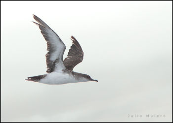 Black-vented Shearwater