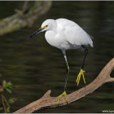 Snowy Egret