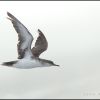 Black-vented Shearwater