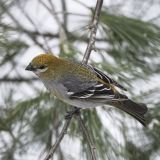 Pine Grosbeak Female