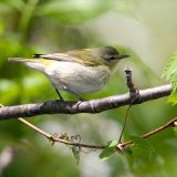 Tennessee Warbler