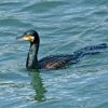 Great Cormorant