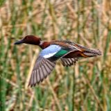 Male in flight