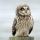 Short-eared Owl