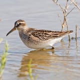 Broad-billed Sandpiper