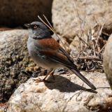 Mount Lemmon, Arizona, US - April 17, 2010