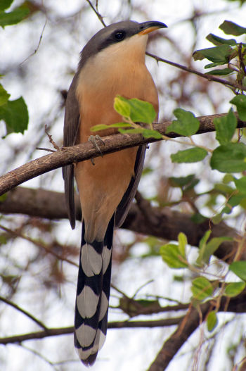 Mangrove Cuckoo