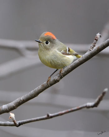 Male Ruby-crowned Kinglet