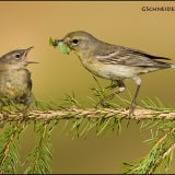 Feeding time  fora  Pine Warbler